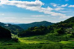 夏の棚田