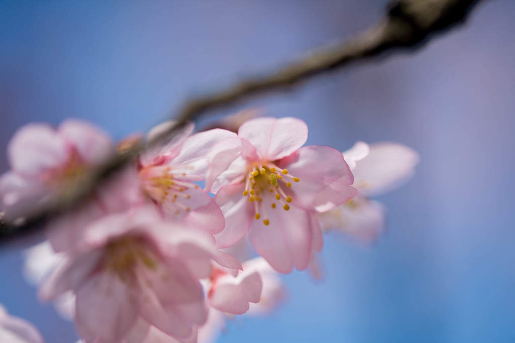 種松山　桜④