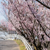 種松山　桜⑥