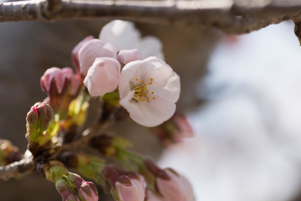 桜の季節