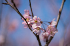 種松山　桜②