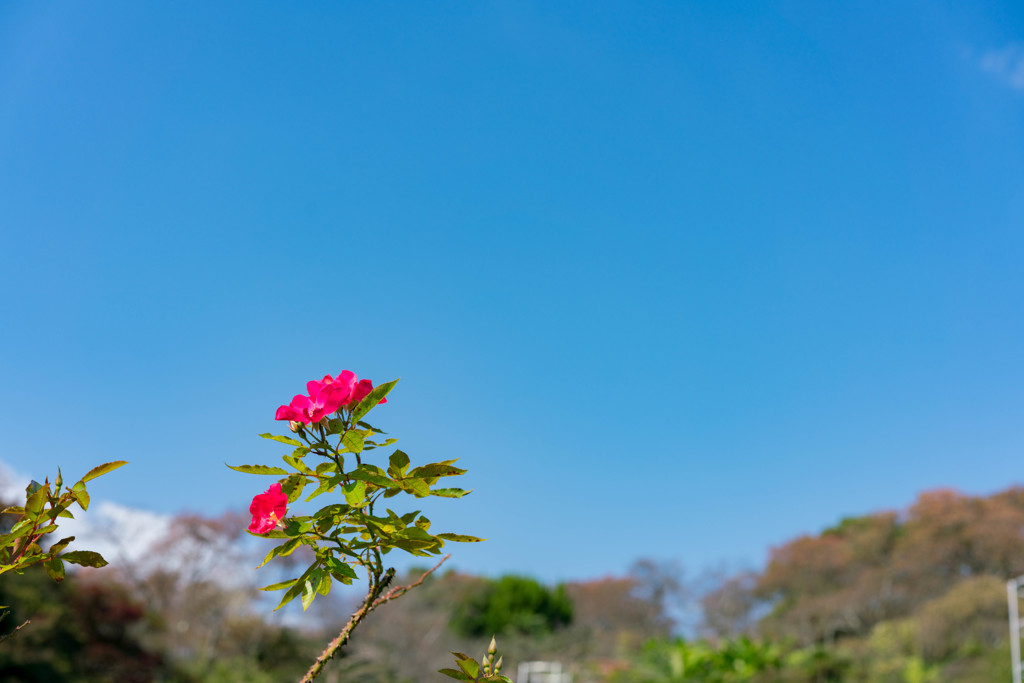 散歩（秋晴れ）