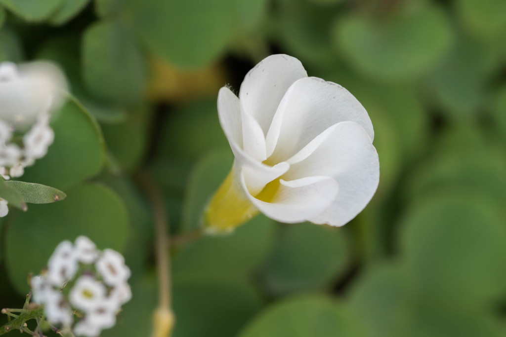庭のかわいい花たち8
