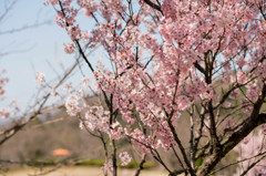 種松山　桜①