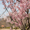 種松山　桜①