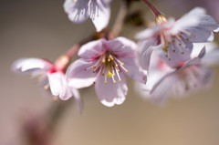 種松山　桜⑤