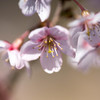 種松山　桜⑤