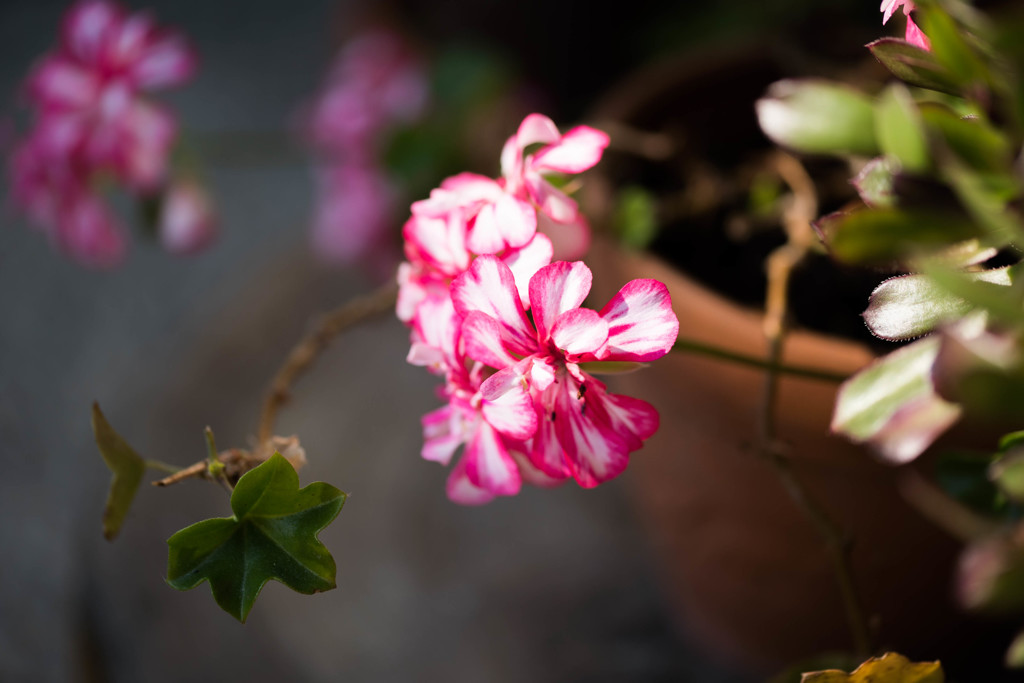 庭のカワイイ花たち1
