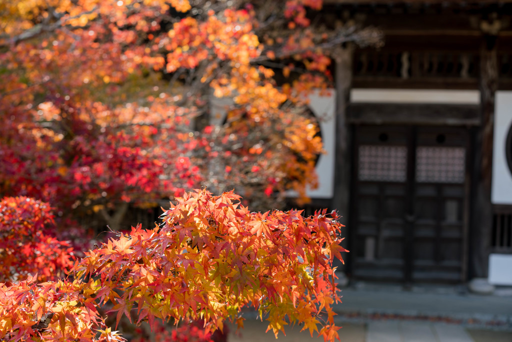 寺には紅