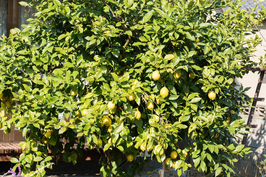 庭のレモンの木