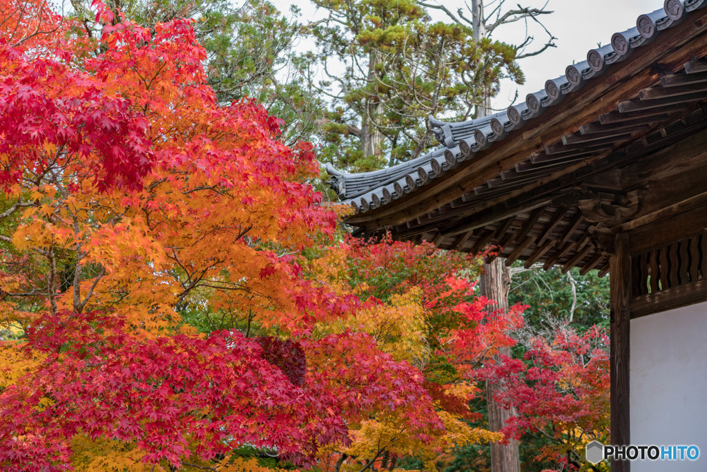 宝福寺の紅葉