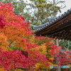 宝福寺の紅葉