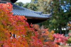 紅は寺と合う