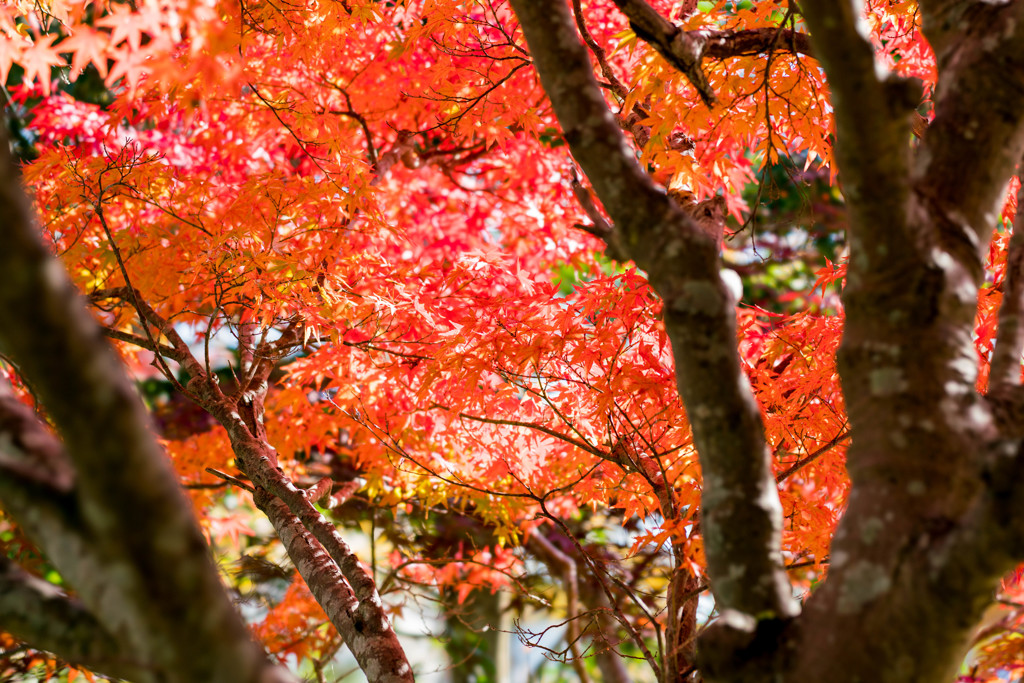 紅葉のスタート