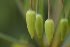 どんな花かな？