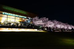 世界一美しいスターバックスと満開の桜