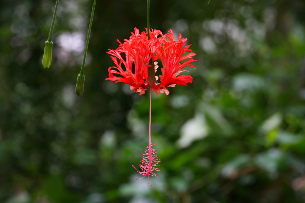 人々の目を楽しませてくれる世界の花々