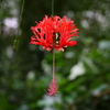 人々の目を楽しませてくれる世界の花々