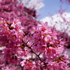 おかめ桜