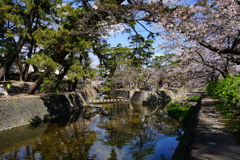 夙川 五分咲きの桜