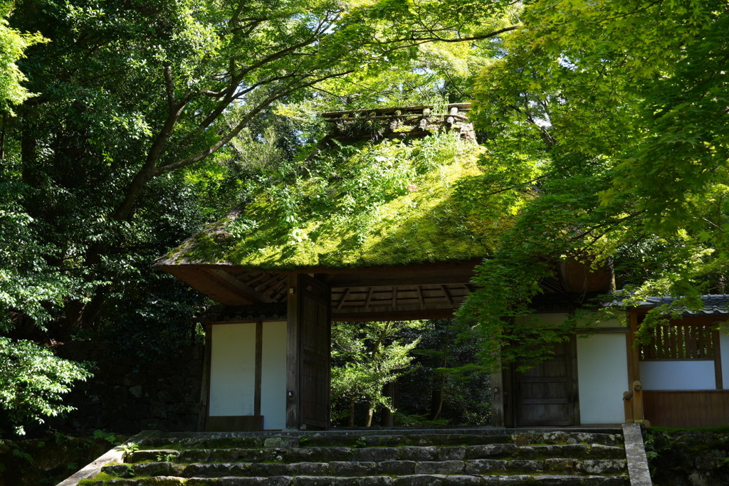 涼を求めて