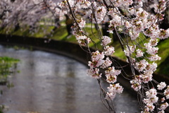 愛知県大口町五条川の桜