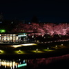 世界一美しいスターバックスと満開の夜桜ライトアップ 富山環水公園