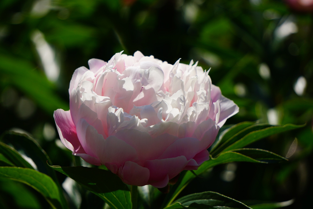 立てば芍薬