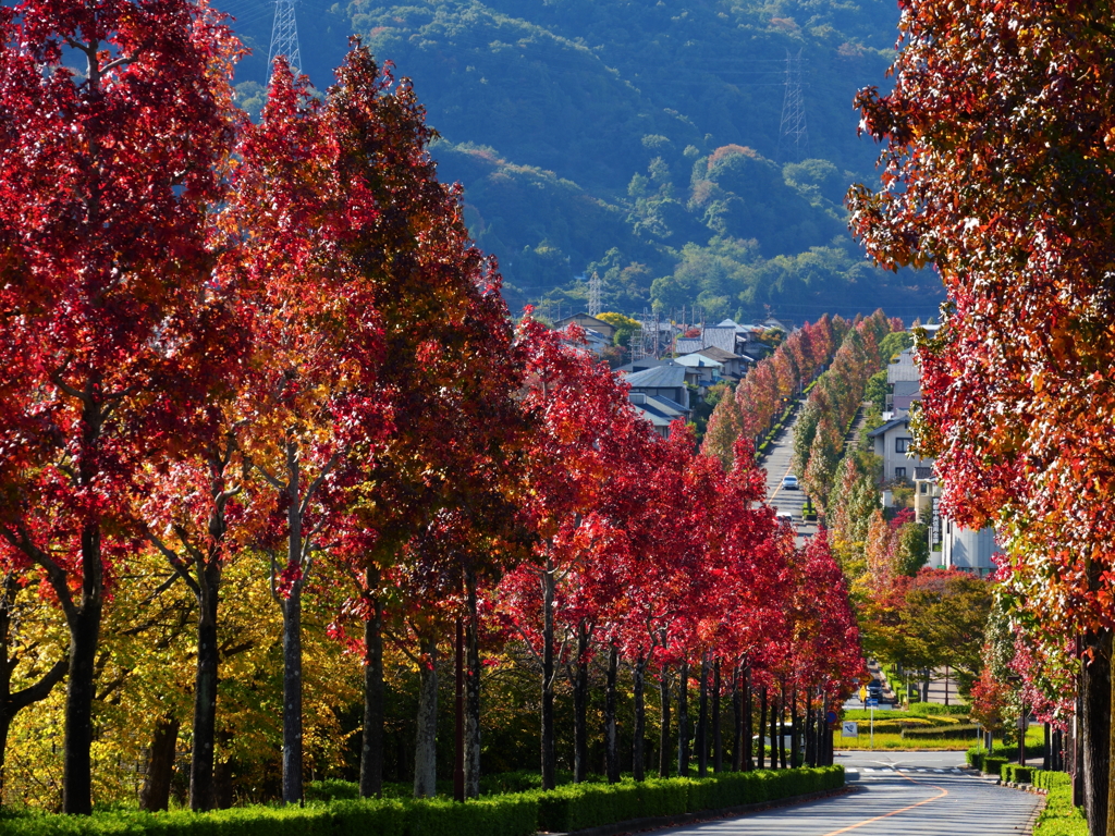 モミジバフウの並木道