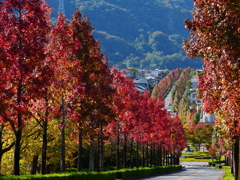 モミジバフウの並木道