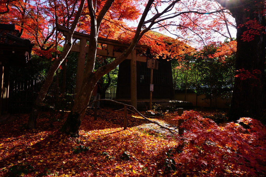 京都 蓮華寺