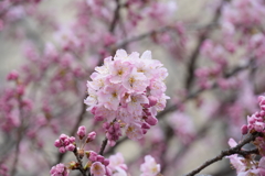 卒業生を送る早咲きの足柄桜「春めき」