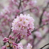 卒業生を送る早咲きの足柄桜「春めき」
