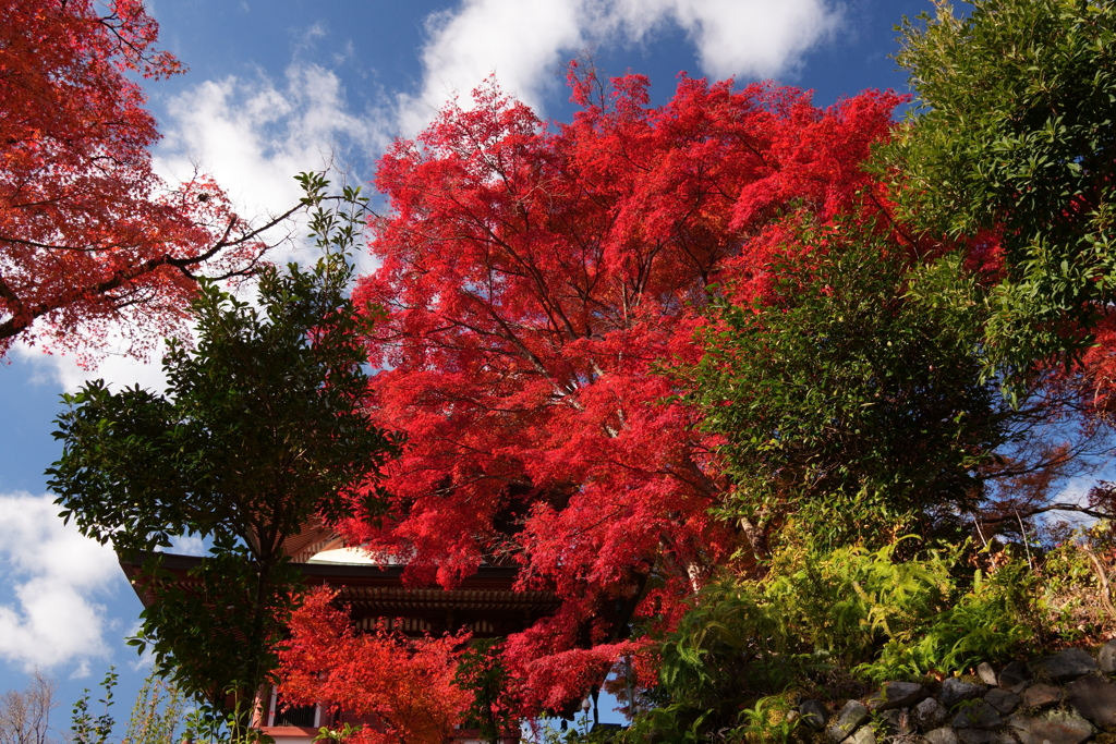 錦秋 燃える紅葉