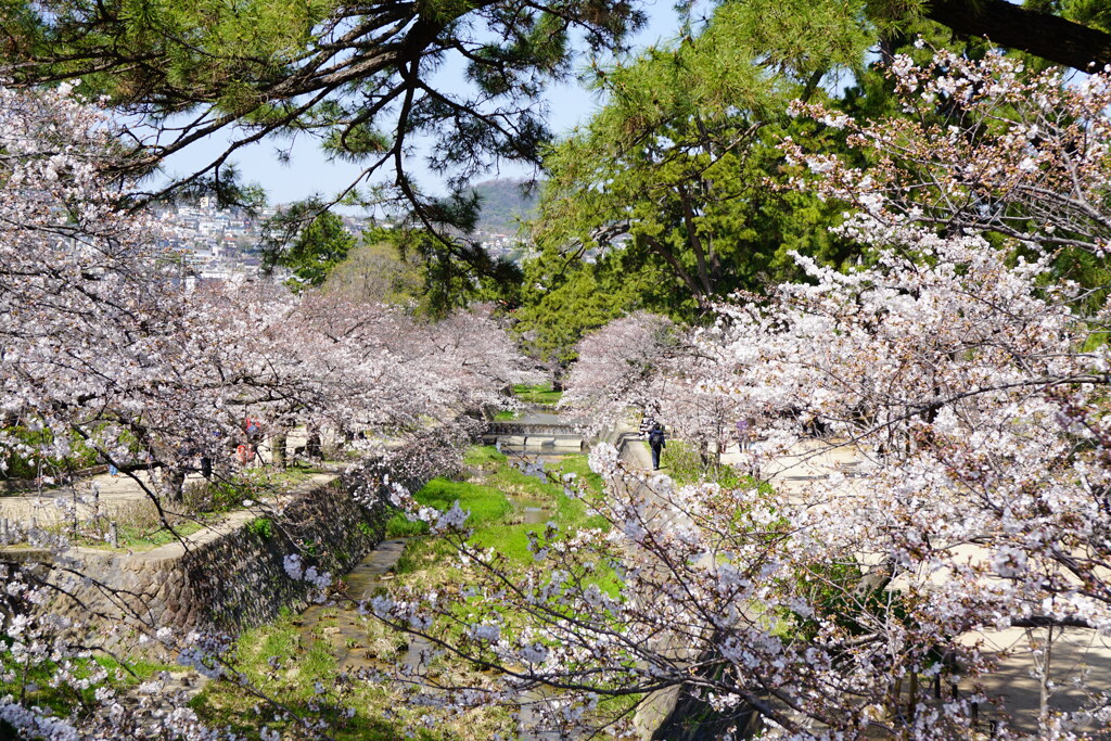 桜の名所