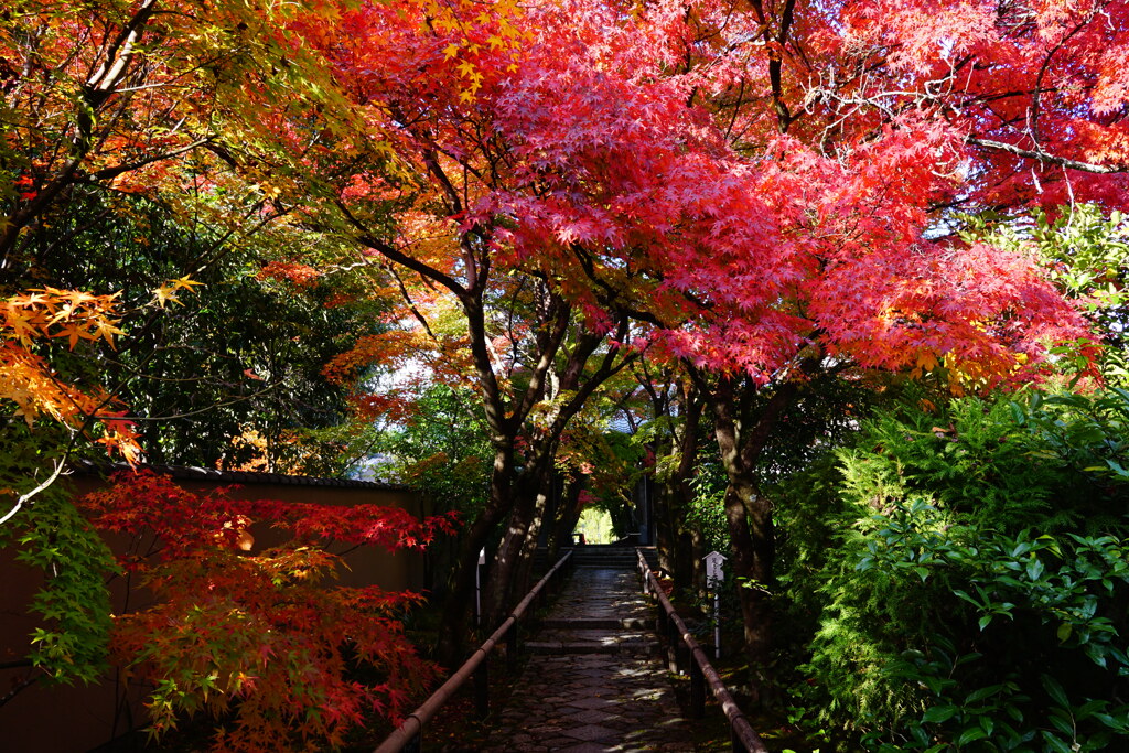 紅葉巡り