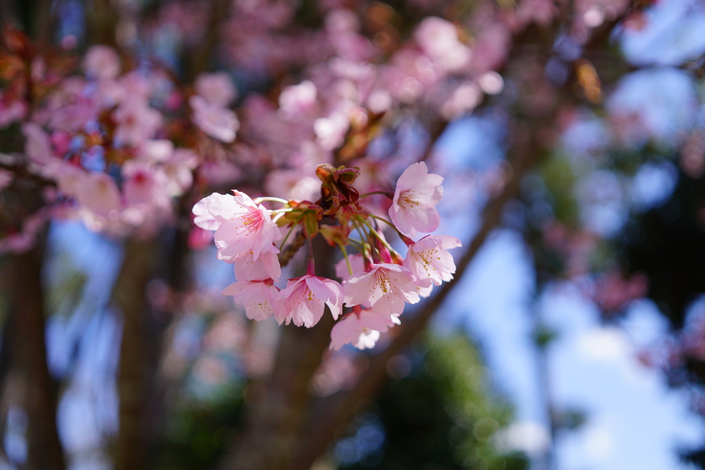 蜂須賀桜