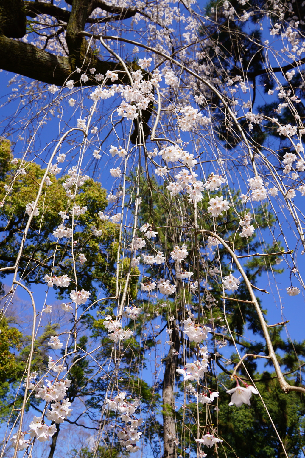 糸桜