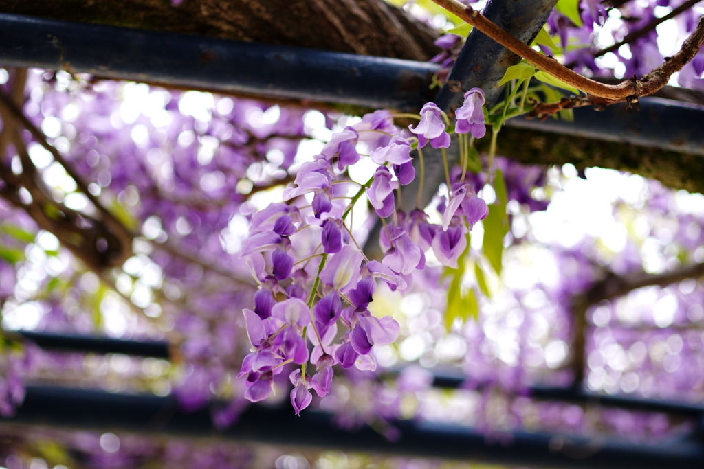 藤の花