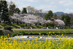 賀茂川河畔