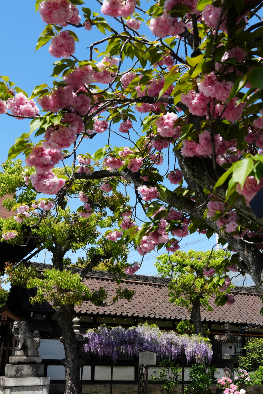 満開の八重桜と藤の花