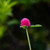 毎年庭に咲いてくれる花