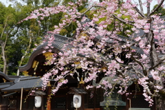 京都 今宮神社
