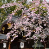 京都 今宮神社