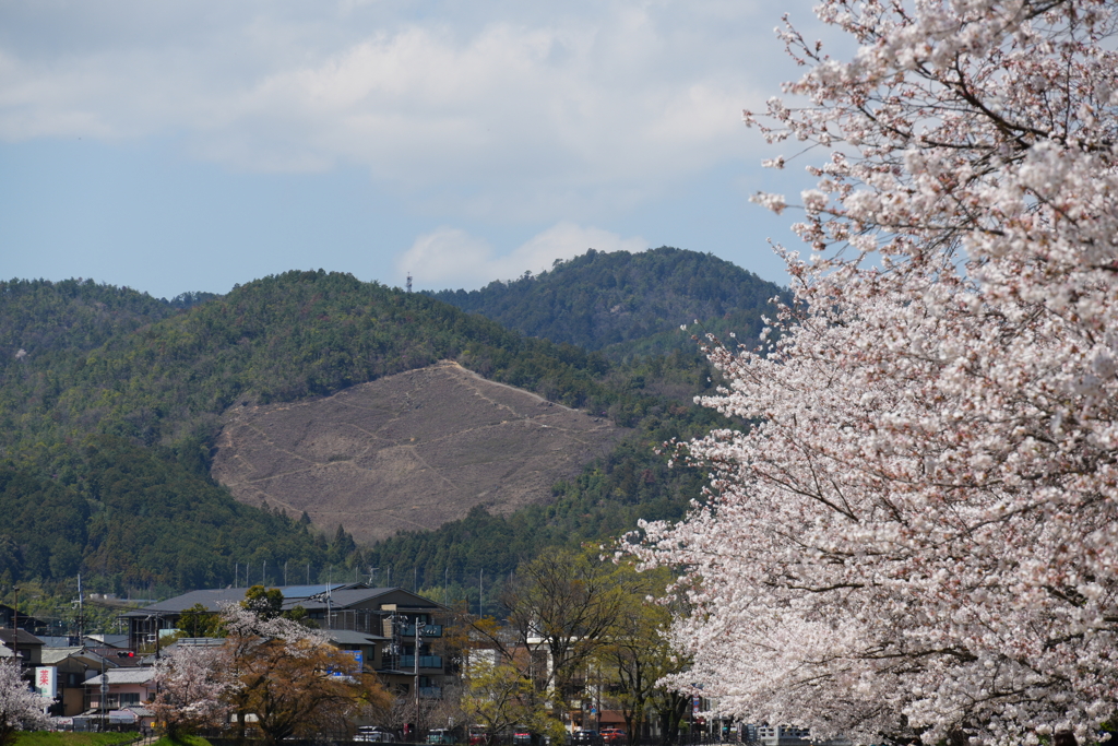 賀茂川河畔