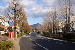 師走の並木道