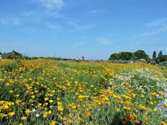 お花畑
