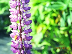 ルピナス・蜂