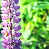 ルピナス・蜂