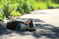 迎え猫